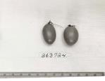 Click for 1 image(s) for this accession. FRUIT